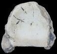 Fossil Brontotherium (Titanothere) Vertebrae - South Dakota #60646-1